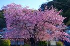 河津桜原木