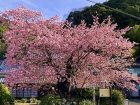 河津桜原木