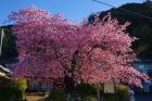 河津桜原木