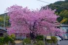 河津桜原木