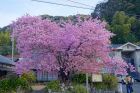 河津桜原木