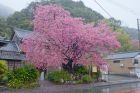 河津桜原木