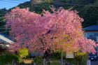 河津桜原木