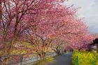 笹原公園桜並木
