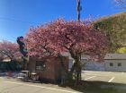 河津七滝 Kawazoo の桜
