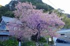 河津桜原木