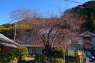 河津桜原木