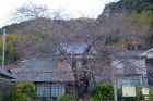 河津桜原木