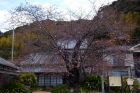 河津桜原木