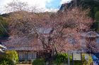 河津桜原木