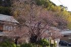 河津桜原木