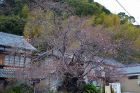河津桜原木