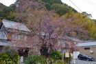河津桜原木