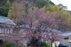 河津桜原木