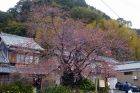 河津桜原木