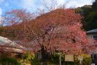 河津桜原木