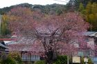 河津桜原木