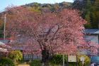 河津桜原木