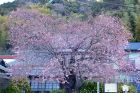 河津桜原木