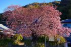 河津桜原木