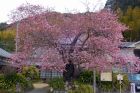 河津桜原木