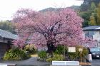 河津桜原木