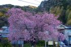 河津桜原木