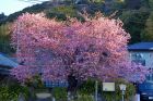河津桜原木