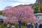 河津桜原木