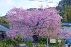 河津桜原木