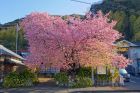 河津桜原木