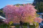 河津桜原木