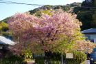 河津桜原木