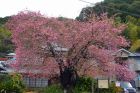 河津桜原木