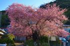 河津桜原木