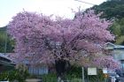 河津桜原木