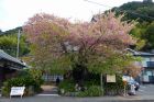 河津桜原木
