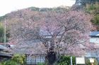 河津桜原木