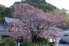 河津桜原木