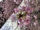 上条の桜