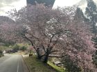 上条の桜