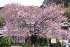 河津桜原木