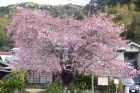 河津桜原木