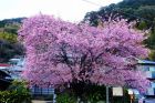 河津桜原木
