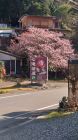 大滝入り口の桜