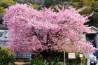 河津桜原木