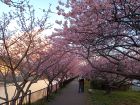 館橋桜並木
