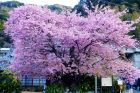 河津桜原木