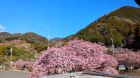 七滝温泉ホテルの桜