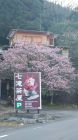 大滝入り口の桜